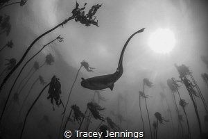 7 gill shark in Simonstown South Africa by Tracey Jennings 